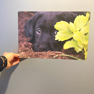 18" x 12" Restickable Photo on painted dry wall